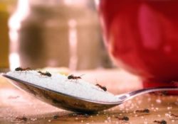 Ants In Keurig Coffee Makers