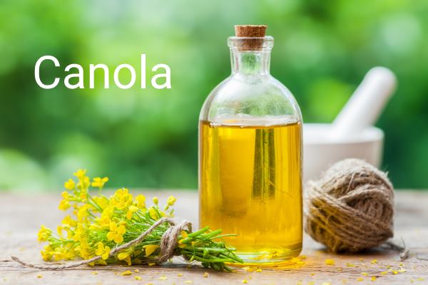canola oil and rapeseed plant