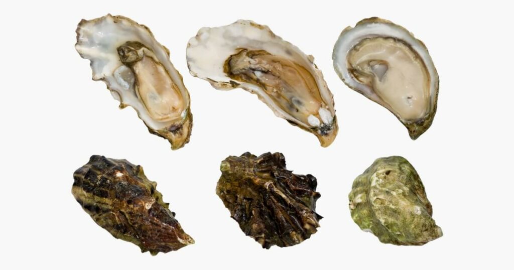 common types of oysters