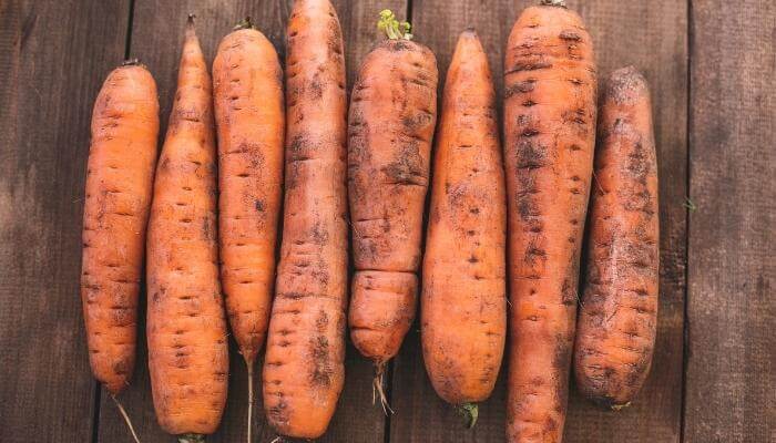 fresh picked dirty carrots