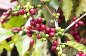 Hawaiian coffee beans on a branch