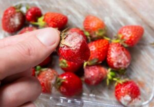 how to tell if strawberries are bad