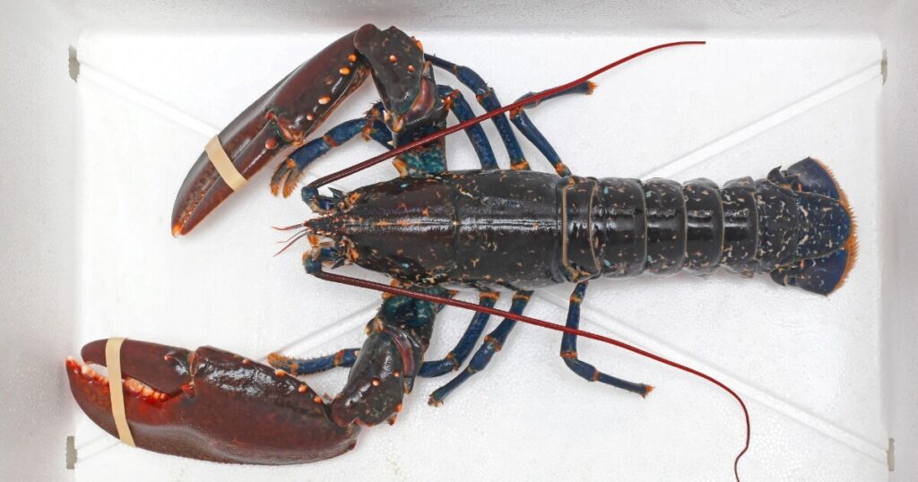 live lobster in box