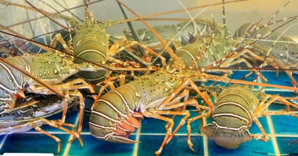 live lobsters grocery store