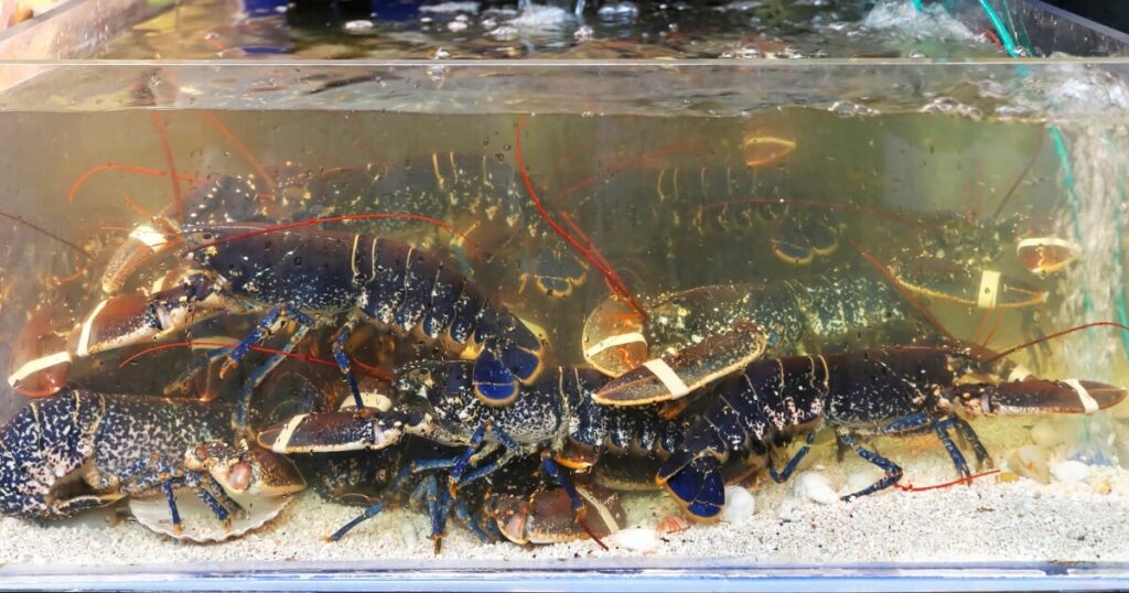 lobsters in grocery store tank