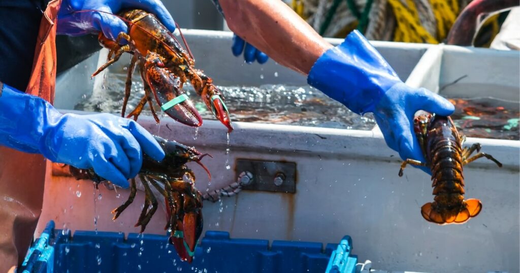 lobsters sorted for shipping