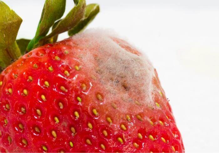 moldy strawberry close-up