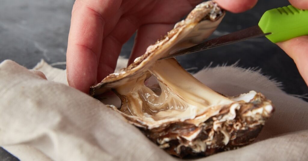 opened oyster shucked