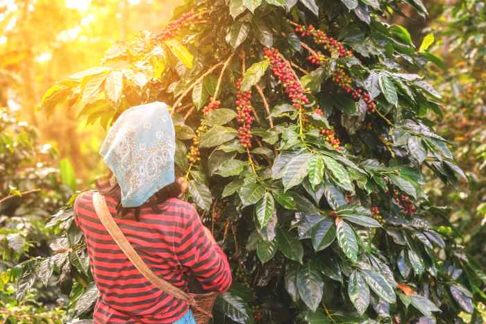 Picking Kona Coffee Berries