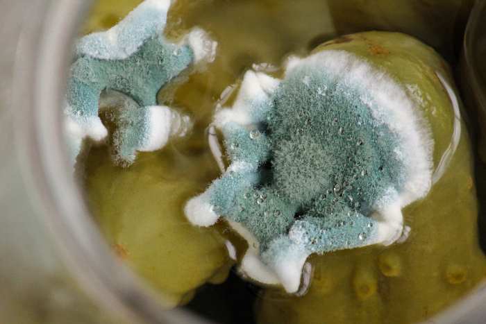 Blue Mold On Pickles