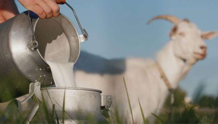 pouring goat milk on farm