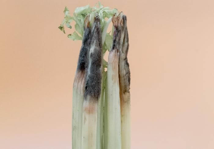 rotten celery