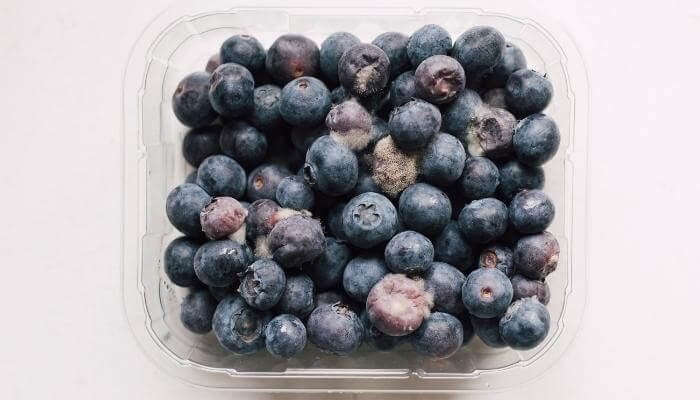rotten moldy blueberries