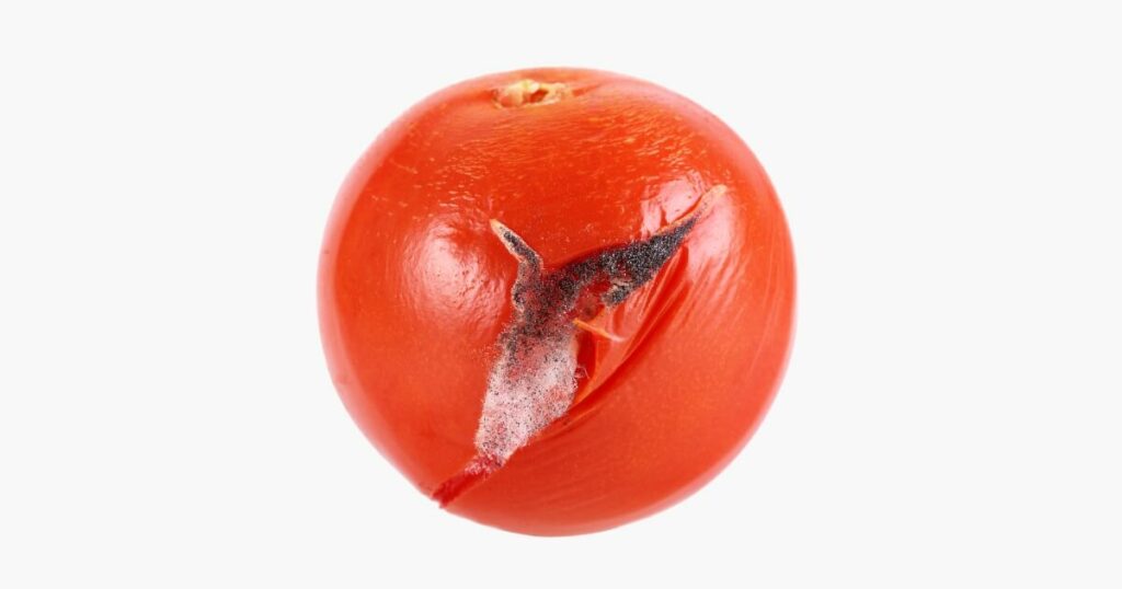 split tomato with mold