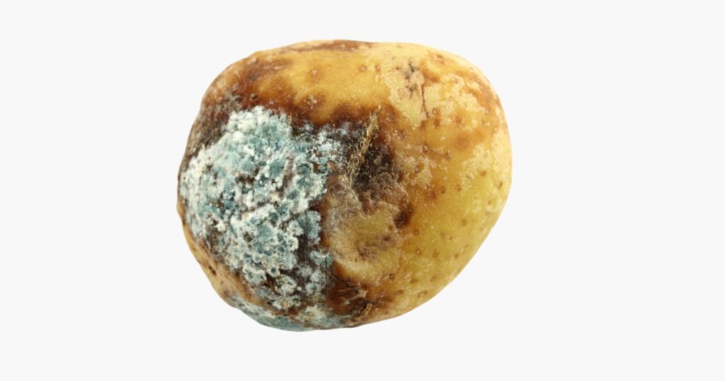 spoiled moldy potato