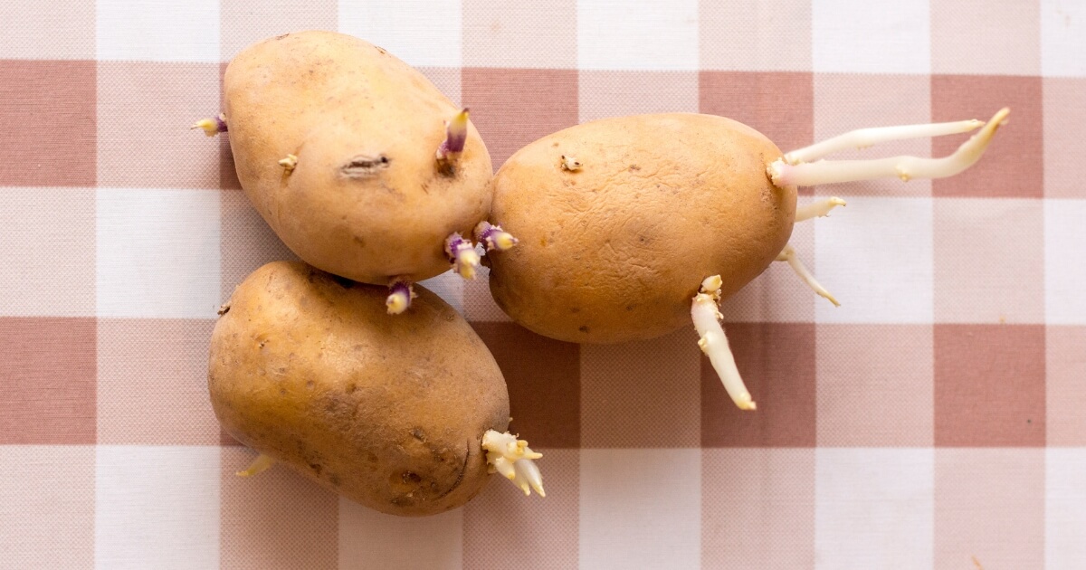 sprouted potatoes