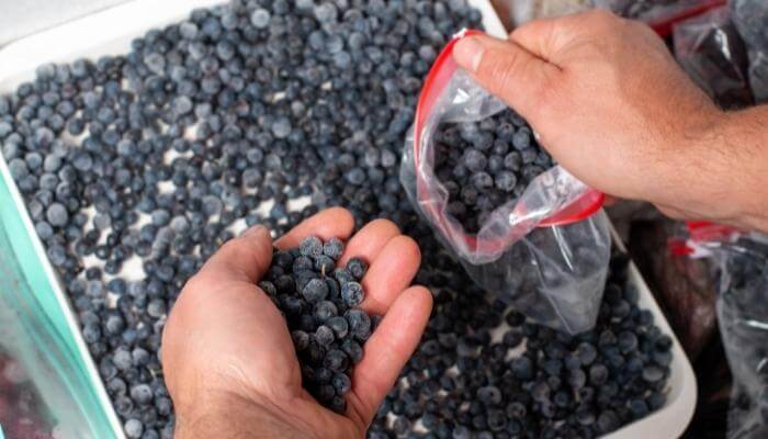 transferring frozen blueberries
