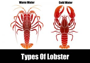 types of lobster