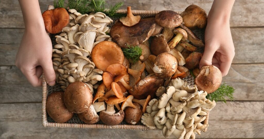 variety of mushrooms in box