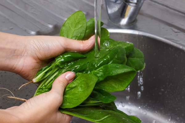 washing spinach in the sink