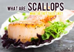 What Are Scallops & What Do Scallops Taste Like?