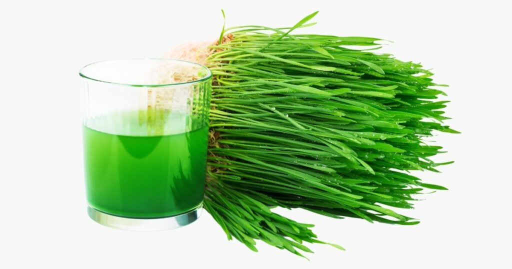 wheatgrass for juicing