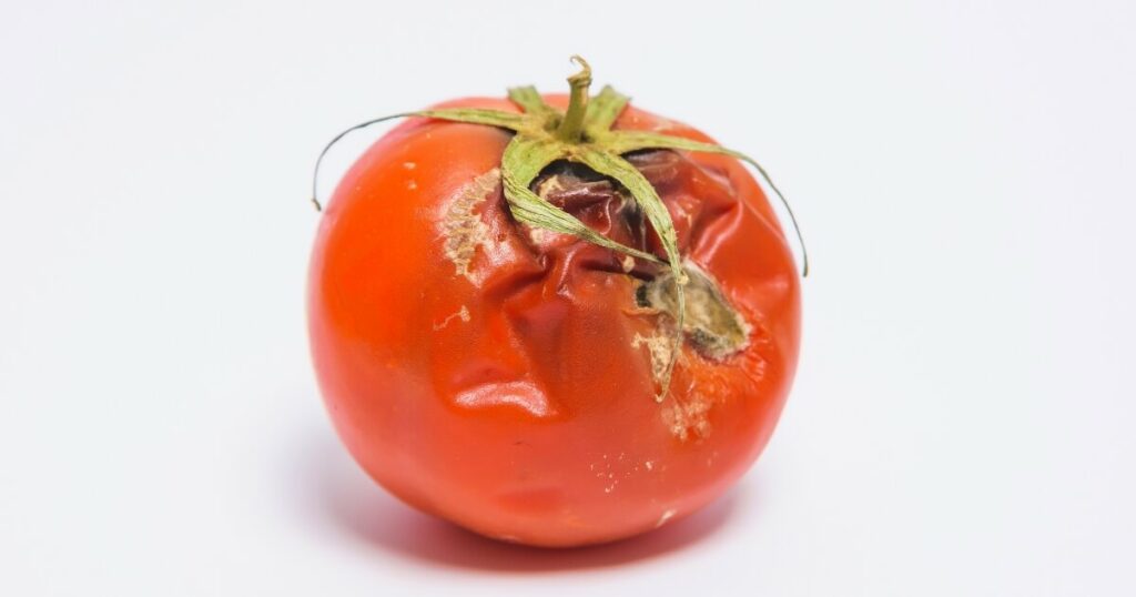 whole spoiled tomato